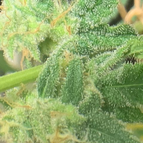 Chronic sonic  growlog timeline photo
