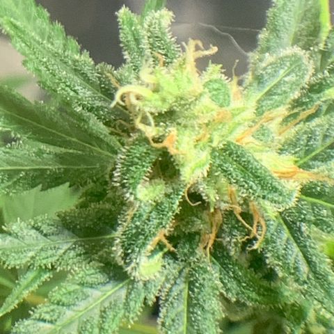 Chronic sonic  growlog timeline photo