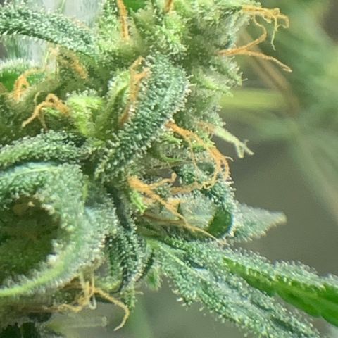 Chronic sonic  growlog timeline photo