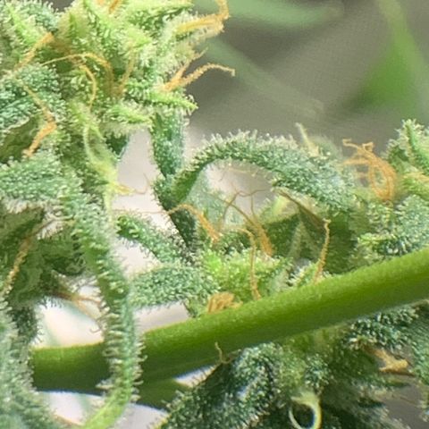 Chronic sonic  growlog timeline photo