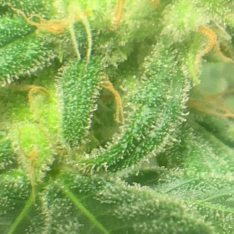 Chronic sonic  growlog timeline photo