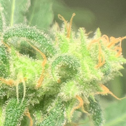 Chronic sonic  growlog timeline photo