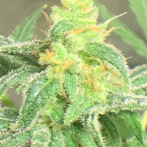 Chronic sonic  growlog timeline photo