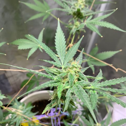 Chronic sonic  growlog timeline photo