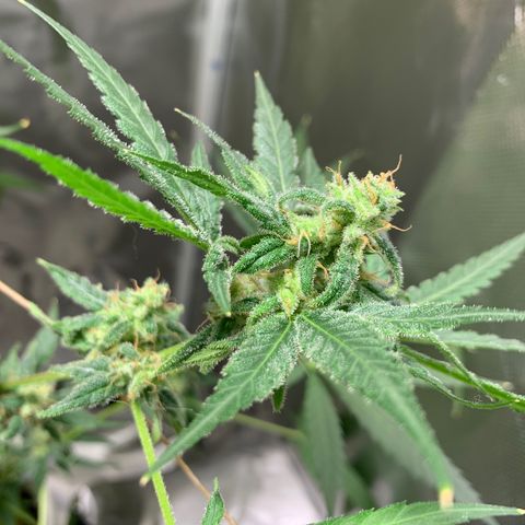 Chronic sonic  growlog timeline photo