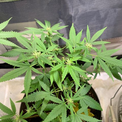Chronic sonic  growlog timeline photo