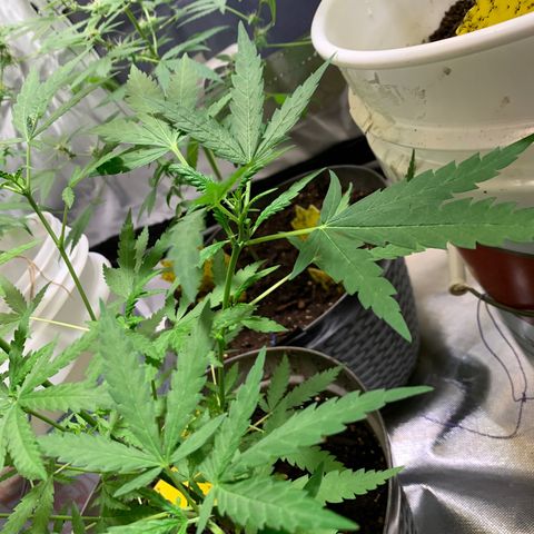Chronic sonic  growlog timeline photo
