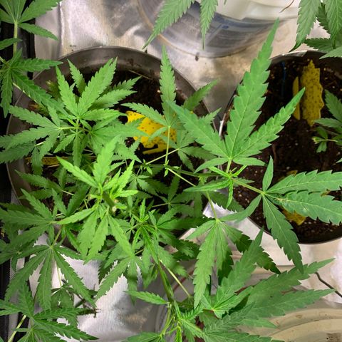 Chronic sonic  growlog timeline photo