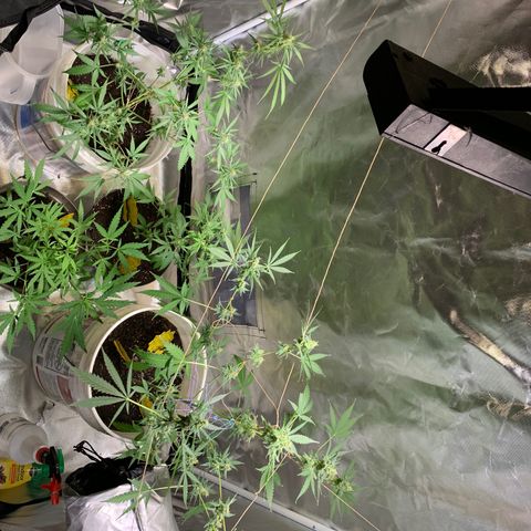 Chronic sonic  growlog timeline photo