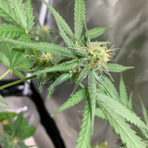 Chronic sonic  growlog timeline photo