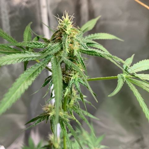 Chronic sonic  growlog timeline photo