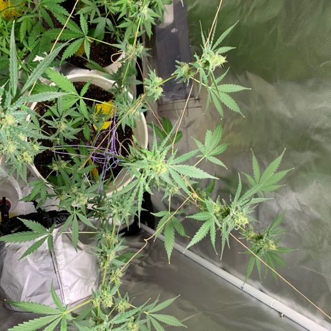 Chronic sonic  growlog timeline photo