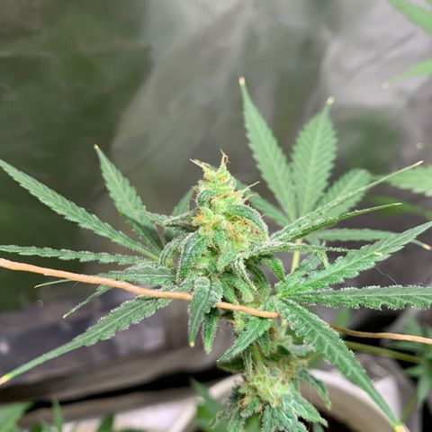 Chronic sonic  growlog timeline photo