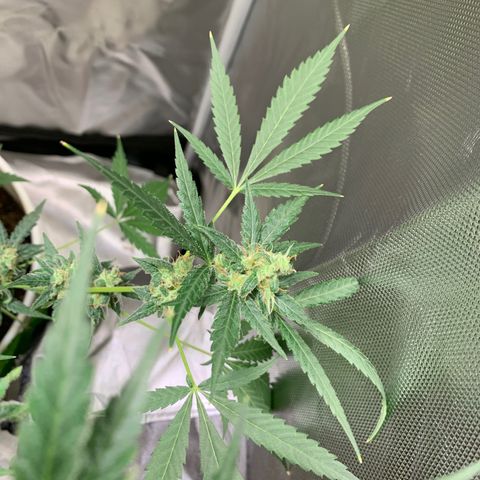 Chronic sonic  growlog timeline photo
