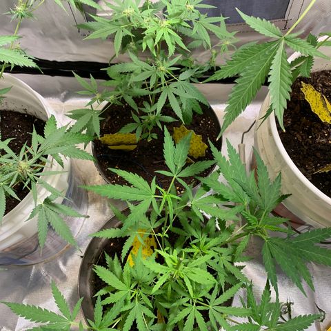 Chronic sonic  growlog timeline photo
