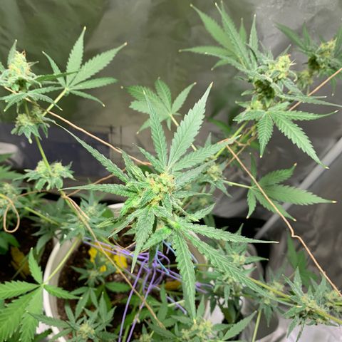 Chronic sonic  growlog timeline photo