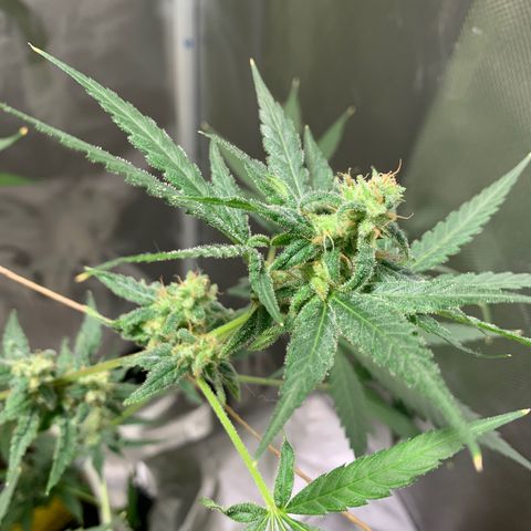 Chronic sonic  growlog timeline photo