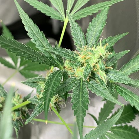 Chronic sonic  growlog timeline photo