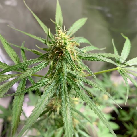 Chronic sonic  growlog timeline photo
