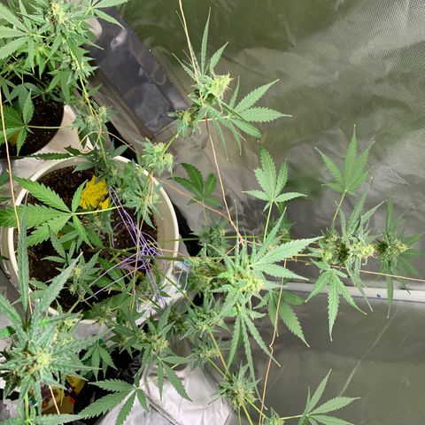 Chronic sonic  growlog timeline photo
