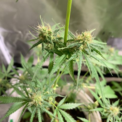 Chronic sonic  growlog timeline photo