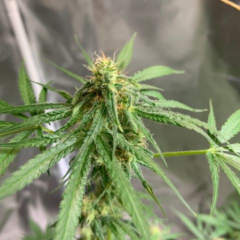 Chronic sonic  growlog timeline photo