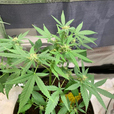 Chronic sonic  growlog timeline photo