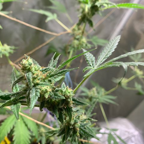 Chronic sonic  growlog timeline photo