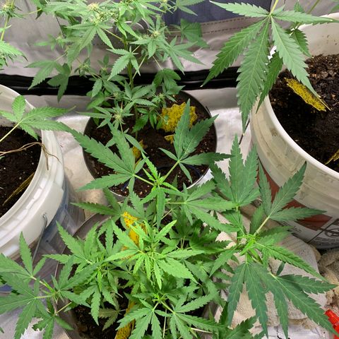 Chronic sonic  growlog timeline photo