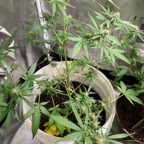 Chronic sonic  growlog timeline photo