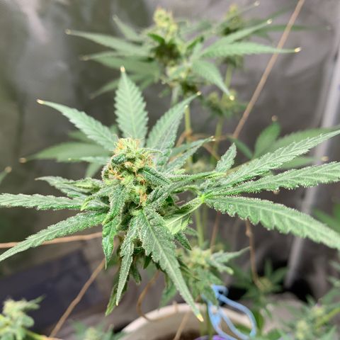 Chronic sonic  growlog timeline photo