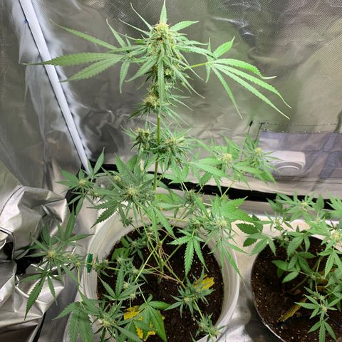 Chronic sonic  growlog photo: Cut down one an started drying waiting for this one to be done so I can focus the other 2