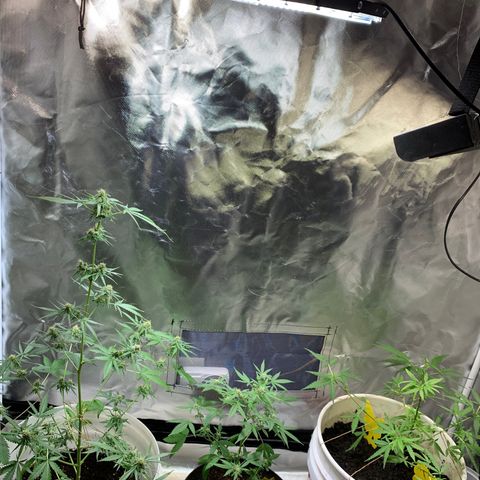Chronic sonic  growlog photo: Cut down one an started drying waiting for this one to be done so I can focus the other 2