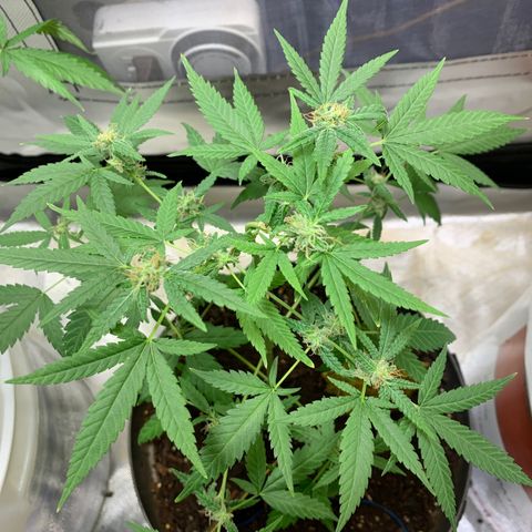 Chronic sonic  growlog photo: Cut down one an started drying waiting for this one to be done so I can focus the other 2
