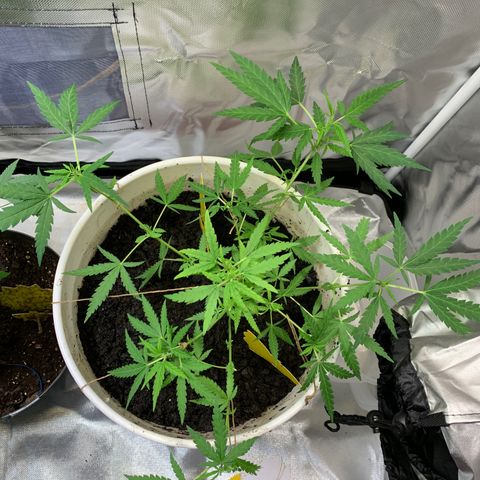 Chronic sonic  growlog photo: Cut down one an started drying waiting for this one to be done so I can focus the other 2