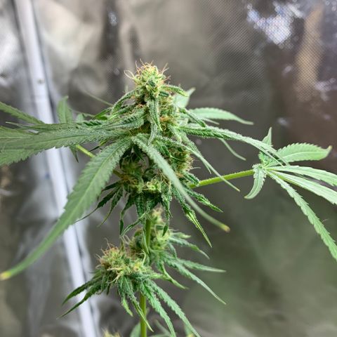 Chronic sonic  growlog photo: Cut down one an started drying waiting for this one to be done so I can focus the other 2