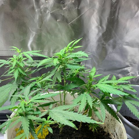 Chronic sonic  growlog timeline photo