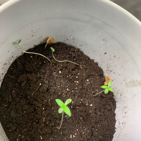 Chronic sonic  growlog timeline photo