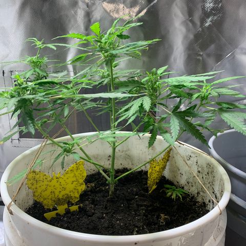 Chronic sonic  growlog timeline photo