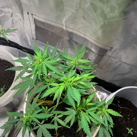 Chronic sonic  growlog timeline photo