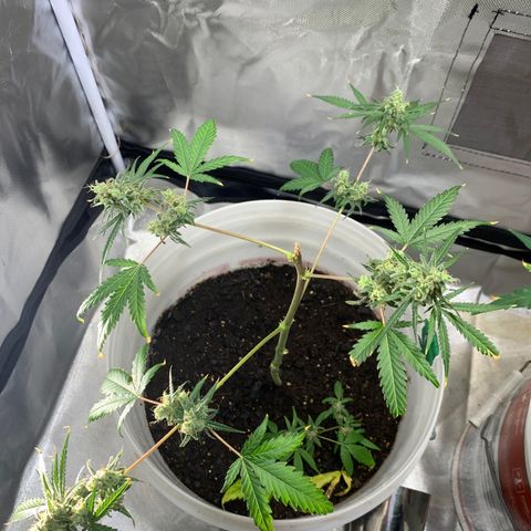 Chronic sonic  growlog timeline photo