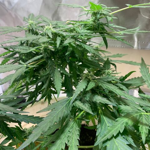 Chronic sonic  growlog photo: The leaves win I can’t defoliate this shit lil bro