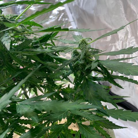 Chronic sonic  growlog photo: The leaves win I can’t defoliate this shit lil bro