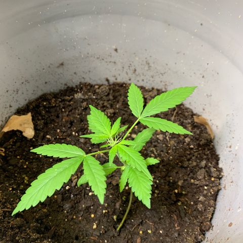 Chronic sonic  growlog photo: The leaves win I can’t defoliate this shit lil bro