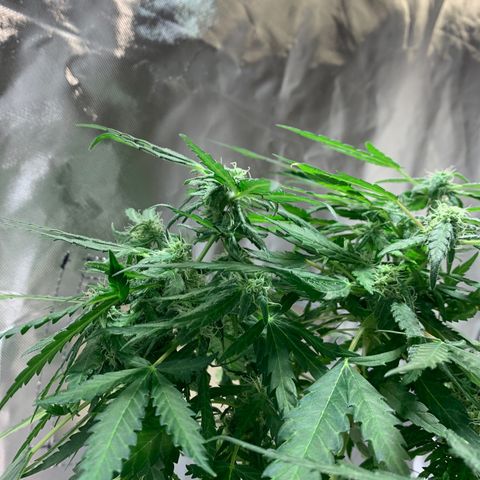 Chronic sonic  growlog photo: The leaves win I can’t defoliate this shit lil bro