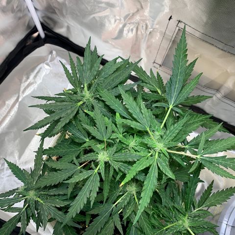 Chronic sonic  growlog timeline photo