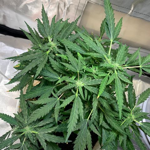 Chronic sonic  growlog photo: The leaves win I can’t defoliate this shit lil bro