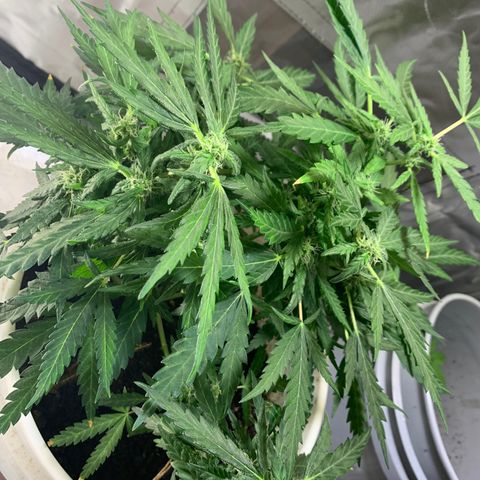 Chronic sonic  growlog timeline photo