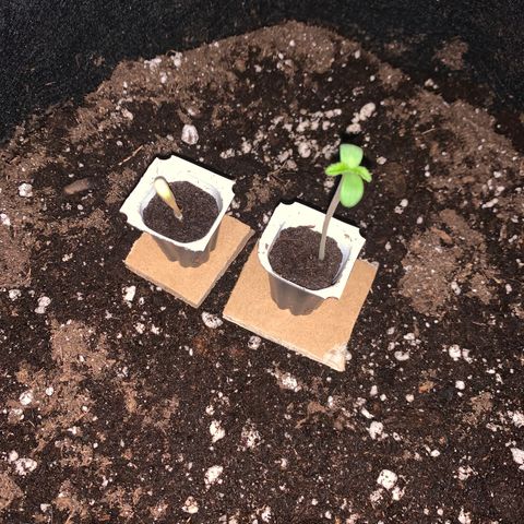 Bon the Purple Queen growlog timeline photo