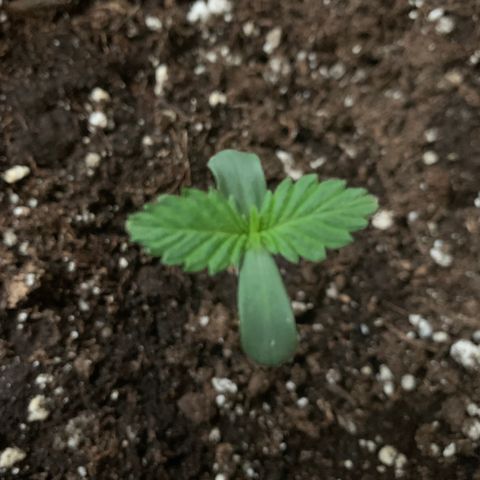 Bon the Purple Queen growlog timeline photo